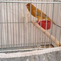 قناری .جفت فنچ نرگسی