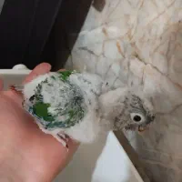 جوجه گرینچیک دبل رد