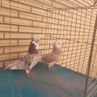 شازده|حیوانات|میبد, |دیوار