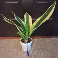 گل گل انواع گل شفلرا دیفن پتوس قاشقی گلدان گل