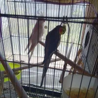 جفت عروس هلندی