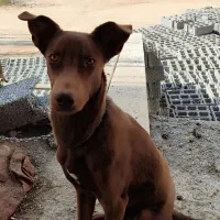 واگذاری سگ نژاد دار