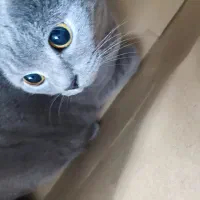 گمشده