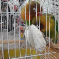 یک جفت کوتوله برزیلی و یک عروس هلندی|پرنده|قم, پردیسان|دیوار