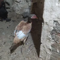 خروس و باروک لاری نسل دار