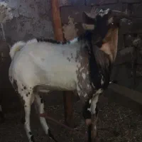 فروش نری سومال|حیوانات مزرعه|رویدر, |دیوار