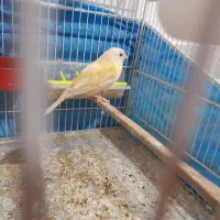 قناری. سهره . فنچ . گرین . مولد سالم مست