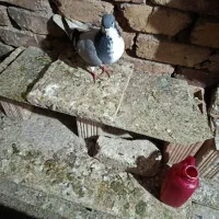 قیمت 4تاکفر2تومان هستش اصلا آیین نمیام