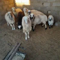 فروش ۷عدد بره چاق