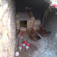 مرغ|حیوانات مزرعه|رشتخوار, |دیوار