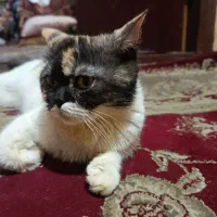 گربه اسکاتیش ماده