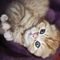 اسکاتیش دبل فولد گارفیلدی