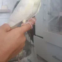 جوجه عروس هلندی و قفس