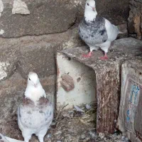 کبوتر طوقی