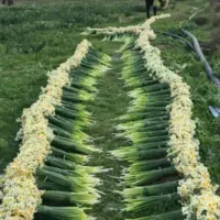 عمده فروشی نرگس خفر