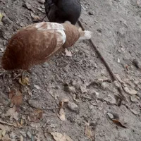 بوقلمون|حیوانات مزرعه|مشگین شهر, |دیوار