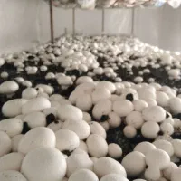 قارچ درجه یک