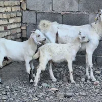 بز کره دار