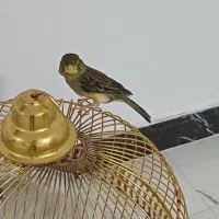 قناری سینه زرد|پرنده|آستانه اشرفیه, |دیوار