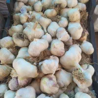 سیر تازه