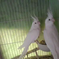 عروس هلندی البینو|پرنده|شیروان (خراسان), |دیوار