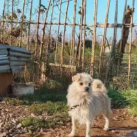 سگ پاکوتاه ماده|سگ|چاف و چمخاله, |دیوار