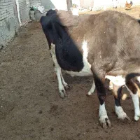 یک عدد گاو با گوساله ماده|حیوانات مزرعه|اشنویه, |دیوار