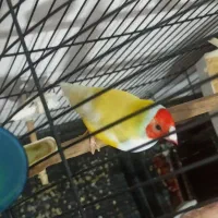 فنچ گلدین نرماده با جوجه 4 ماهه سالم