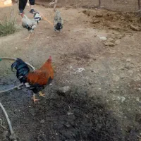 فروش چهارعددخروس جوان وسرحال ونژاددار