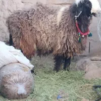 بره نر قیمت مناسب