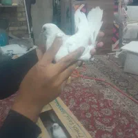 شهرستانی‌کفتر|پرنده|قم, شهرک امام حسین|دیوار