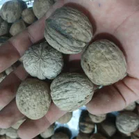 بادام کوهی شیرین و گردو|خوردنی و آشامیدنی|داران, |دیوار
