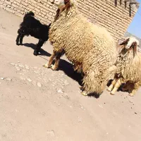 قوچ.کاور ورن|حیوانات مزرعه|کوزران, |دیوار