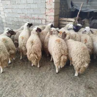 بره نر|حیوانات مزرعه|هلیلان, |دیوار