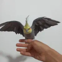 یک جفت عروس هلندی مولد.|پرنده|تکاب, |دیوار