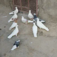 پلنگ نباتی