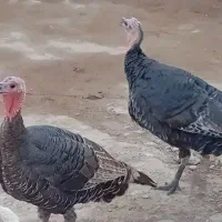 بوقلمون ارگانیک|حیوانات مزرعه|بوکان, |دیوار