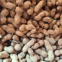 بذر بادام زمینی گلی