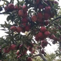 باغبانی وقلم زدن هرس کاری|خدمات باغبانی و درختکاری|مشهد, رسالت|دیوار