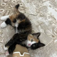 واگذاری بچه گربه ۳ ماهه