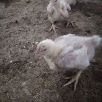 کود مرغ از سالن|خدمات باغبانی و درختکاری|تربت جام, میان جام|دیوار