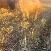 توغلی|حیوانات مزرعه|ثمرین, |دیوار