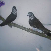 یه جفت کبوتر