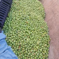 فروش فله ای سیب سبز|خوردنی و آشامیدنی|شبستر, |دیوار