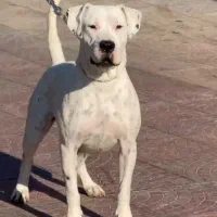 سگ آرژانتینی