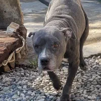 سگ پیتبول ماده ونر|سگ|ماهدشت, |دیوار