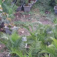 نخل فونیکس ،باباادم،یوکا،سیکاس،|عمده‌فروشی|چابکسر, |دیوار