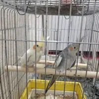 فروش پرنده