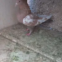 کله الماسی سینه زرد نر و ماده