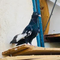 سینه سیاه کبوتر|پرنده|اهواز, کیان اباد|دیوار